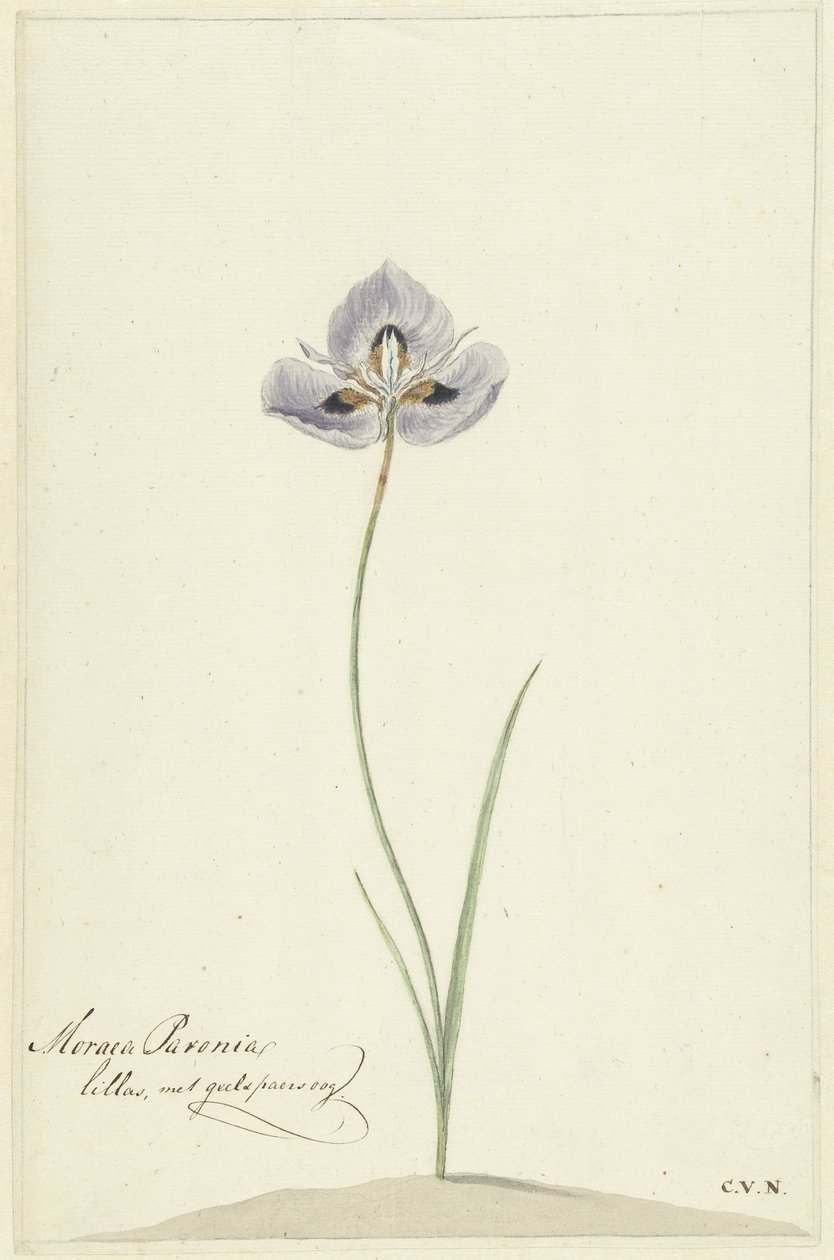 Iris av Cornelis van Noorde