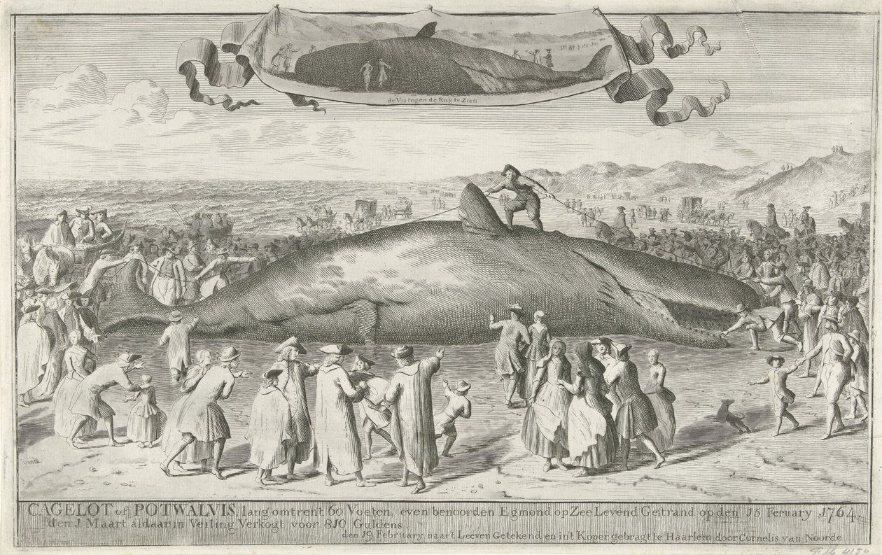 Kaskelot strandade vid Egmond aan Zee, 1764 Cagelot eller Potwhale, lång cirka 60 fot, strax norr om Egmond op Zee Strandad vid liv den 15:e februari 1764. den 1 mars där på auktion Såld för 810 Guldens (titel på objekt) av Cornelis van Noorde