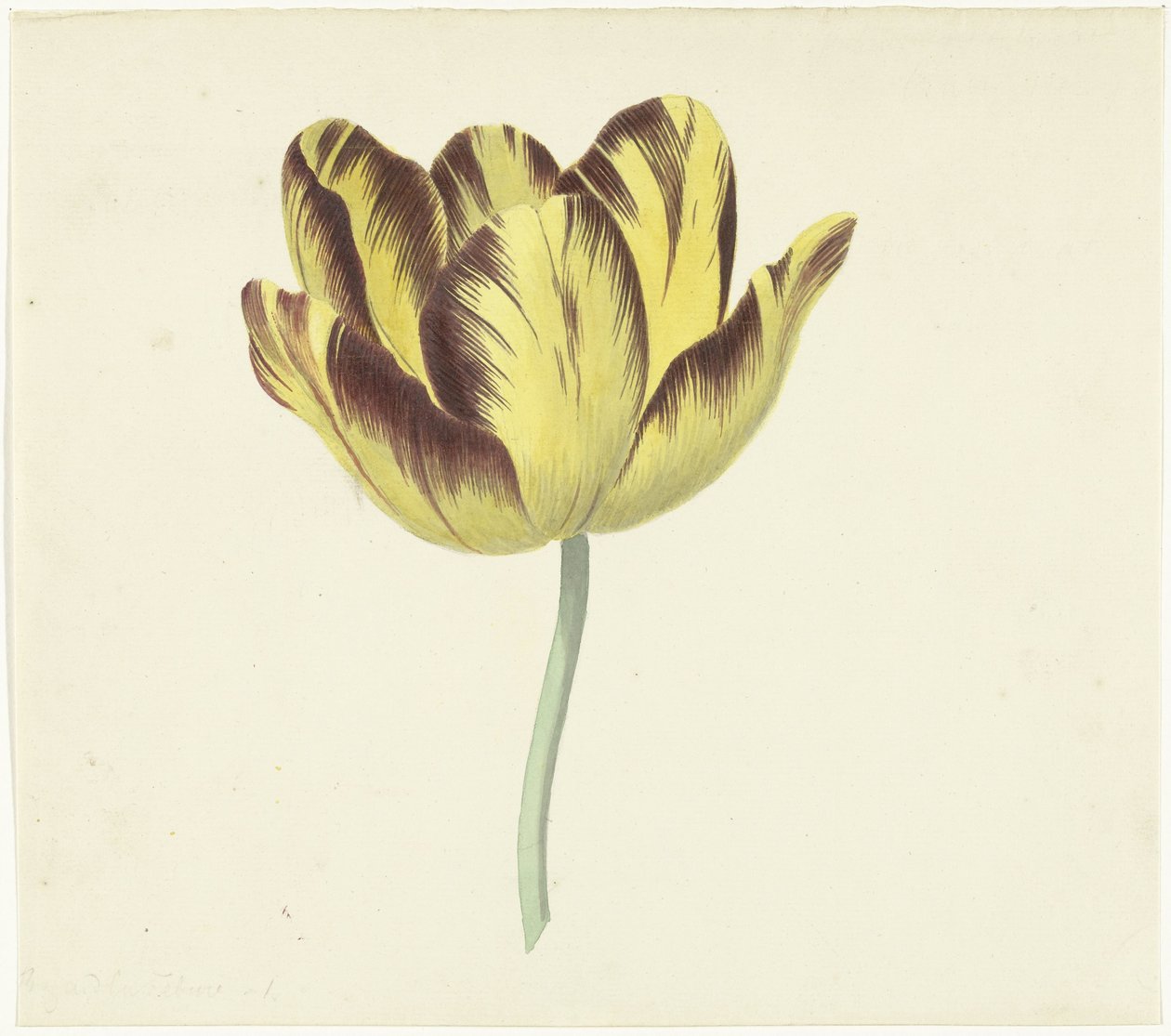 Tulpan som heter Bizard Le Febure No. 1 av Cornelis van Noorde