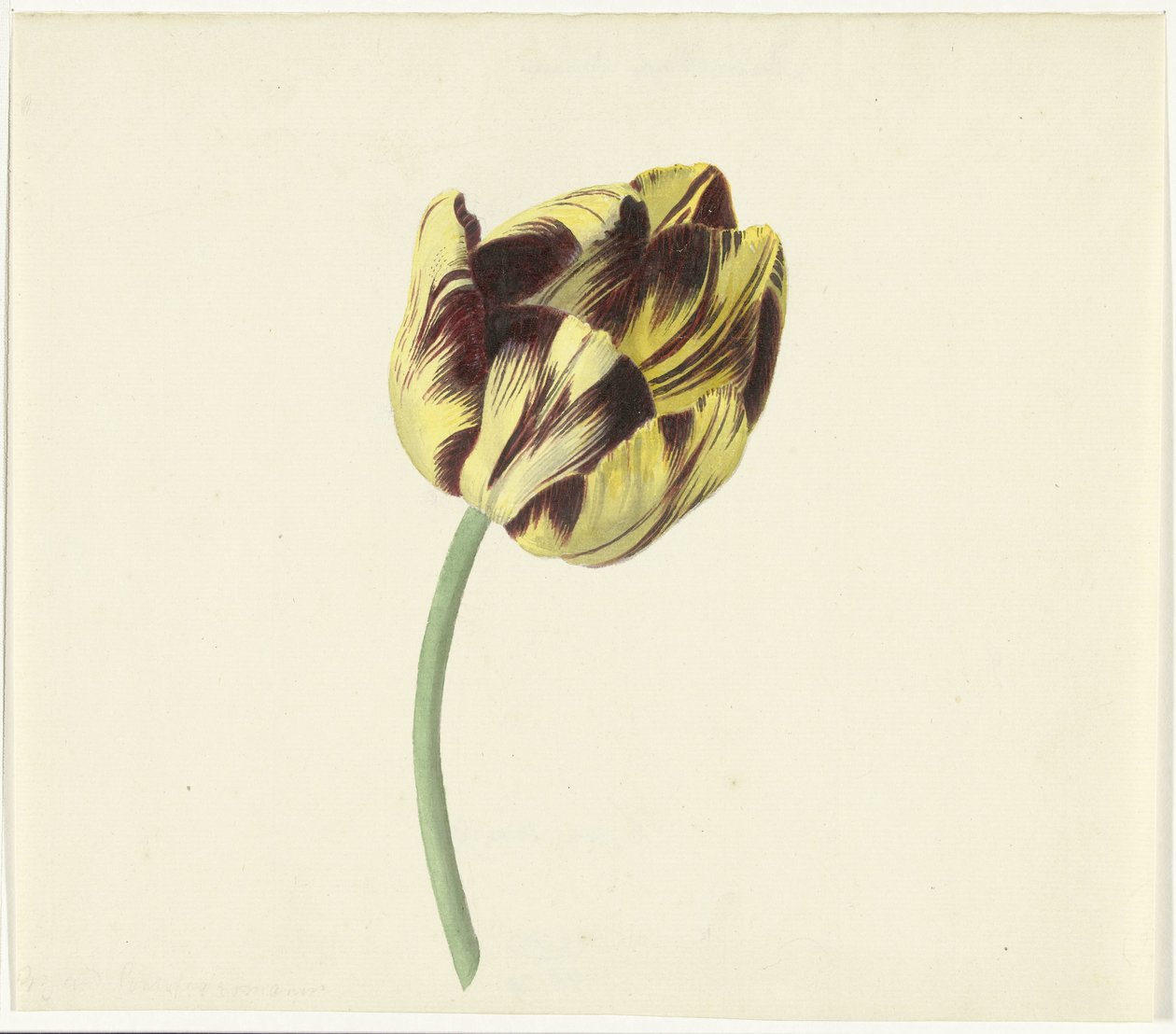 Tulp kallade Bizard den romerske påven av Cornelis van Noorde
