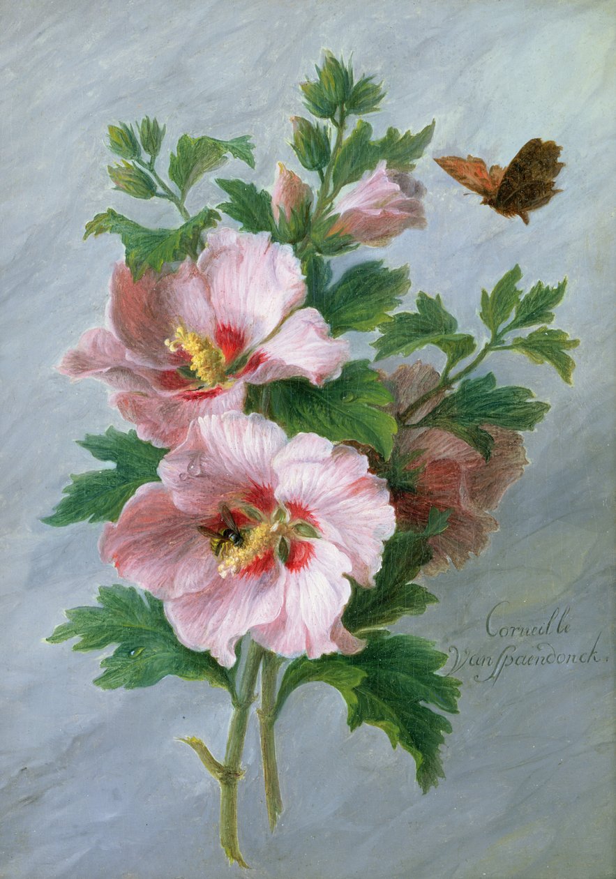 Hibiskus mot en marmoravsats av Cornelis van Spaendonck