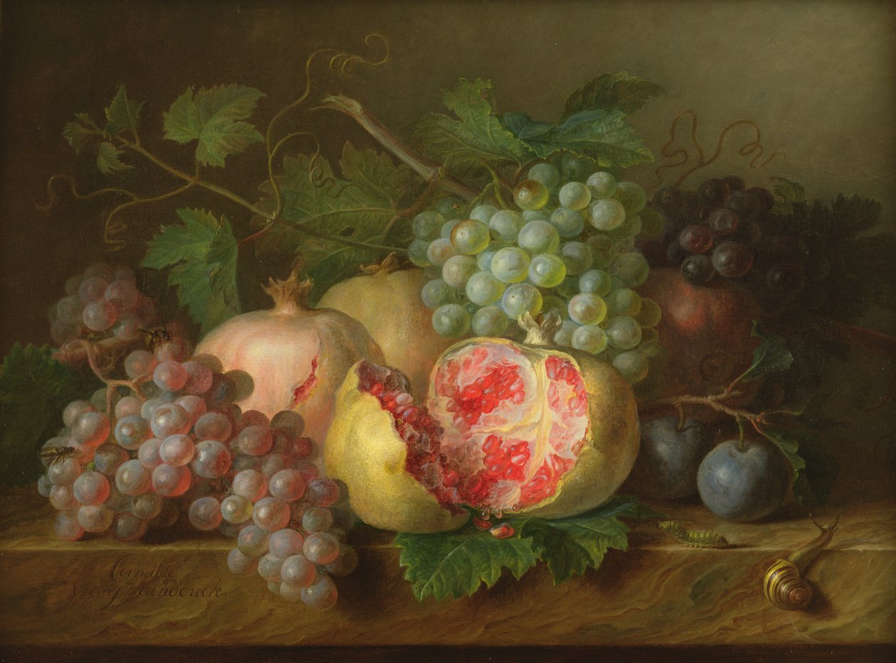 Stilleben av granatäpplen, vindruvor och plommon på en marmorkant (panel) av Cornelis van Spaendonck