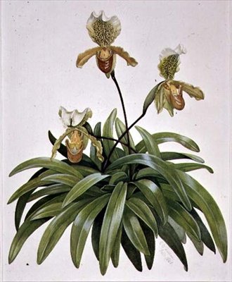 PD.412-1973 Lady Slipper Orchid från Nepal (Paphiopedilum insigne) av Cornelius B. Durham