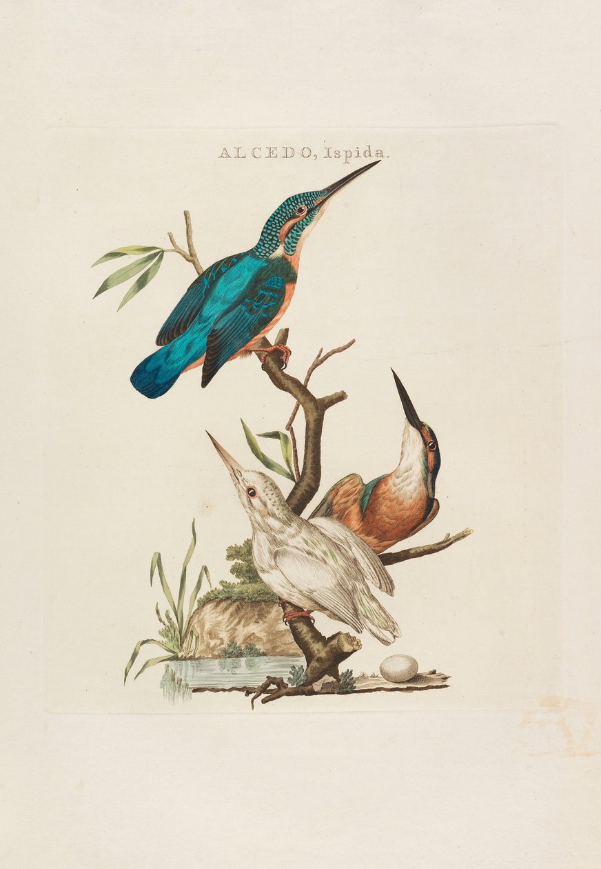 Holländska fåglar: Enligt deras hushåll, Aert och egenskaper, 1770-1829. av Cornelius Nozeman