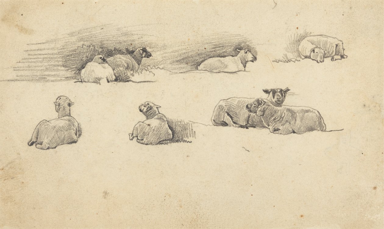 Studie av får av Cornelius Varley