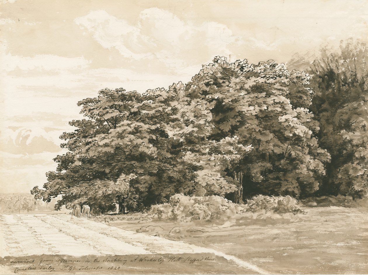 Wrottesley Hall - The Shrubbery: sepiateckning, 1820 av Cornelius Varley
