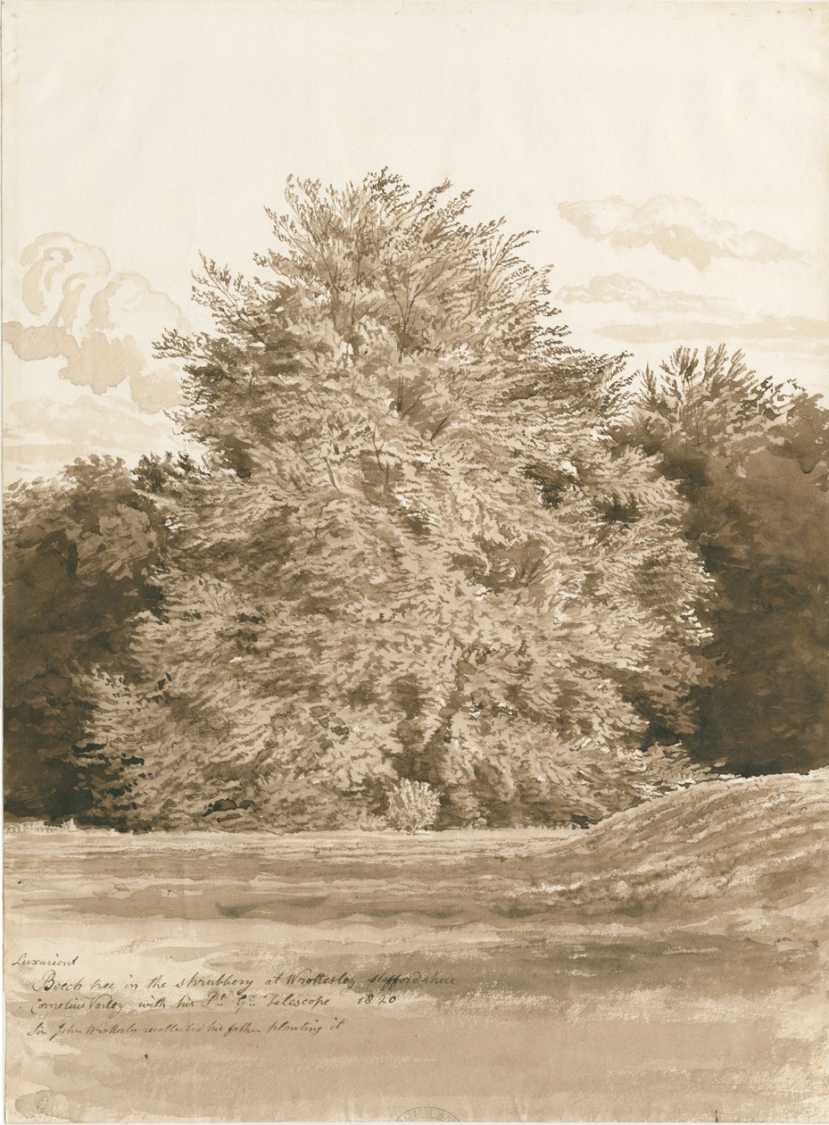 Wrottesley Hall - The Shrubbery: sepiateckning, 1820 av Cornelius Varley