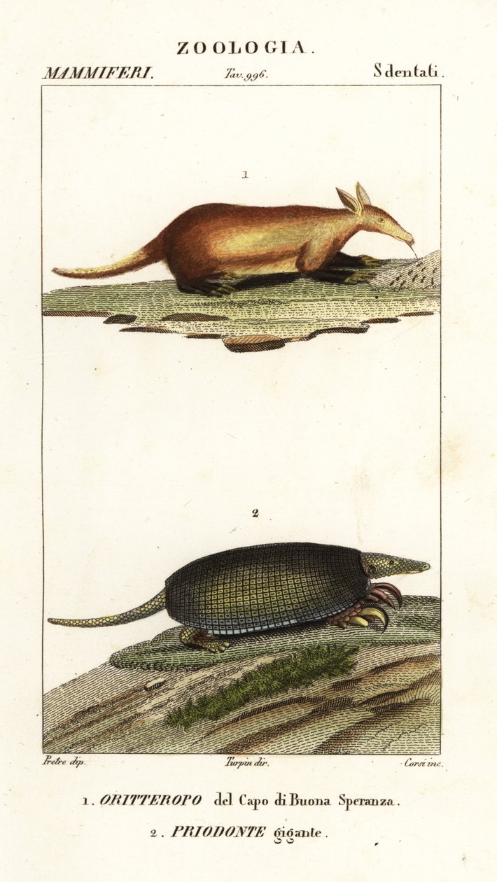 Aardvark och jättebältdjur av Corsi Corsi