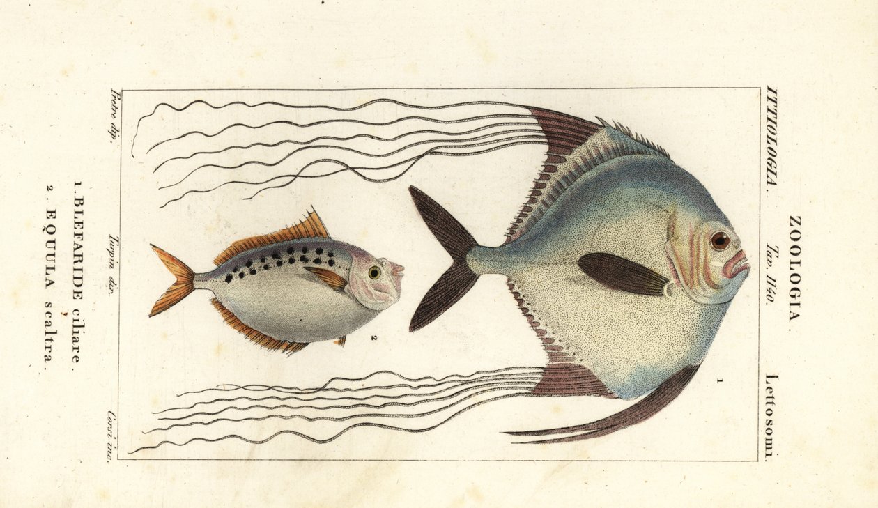 Afrikansk pompano, Alectis ciliaris, Blepharis ciliaris, Blefaride ciliare 1 och ponnyfisk, Poulain ruse, Leiognathus equulus 2 av Corsi Corsi