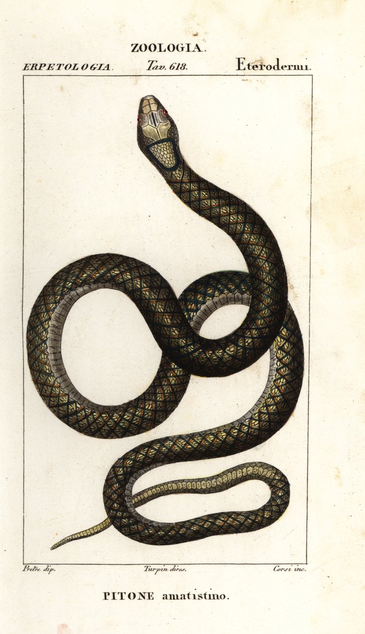 Amethystin python, Simalia amethistina av Corsi Corsi