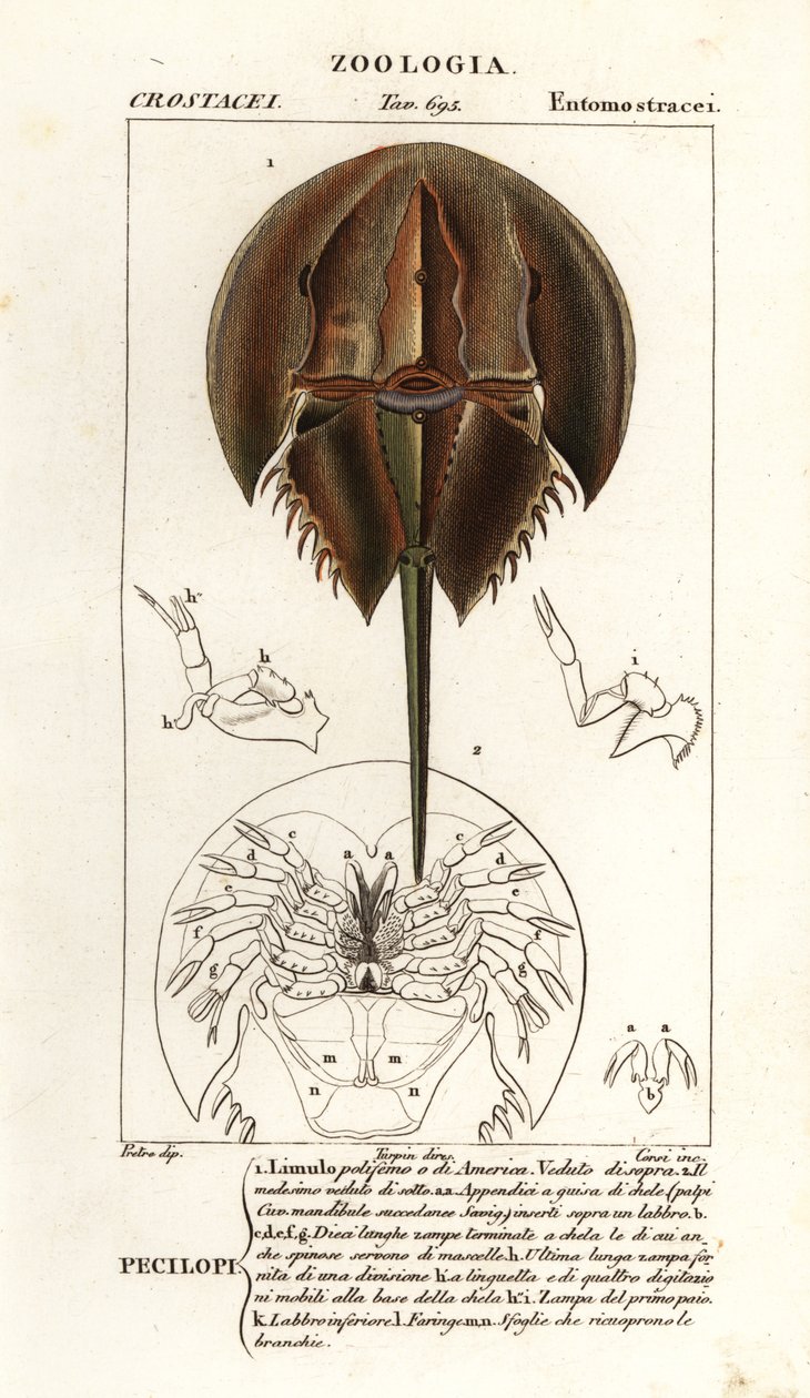 Atlantisk hästskokrabba, Limulus polyphemus av Corsi Corsi