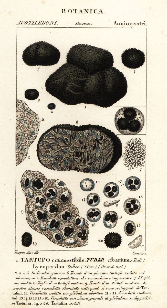 Svart tryffel, Tuber melanosporum (matknöl, ätbar tryffel, Lycoperdonknöl) av Corsi Corsi