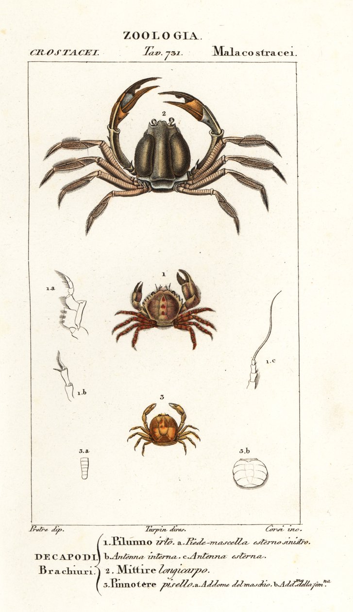 Bröstkrabba, Pilumnus hirtellus 1, ljusblå soldatkrabba, Mictyris longicarpus 2, ärtkrabba, Pinnotheres pisum 3 av Corsi Corsi