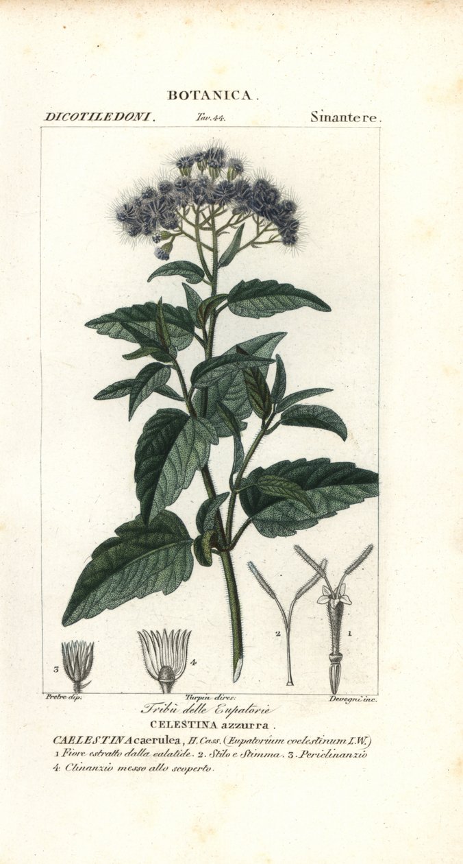 Fjärilsdimma, Ageratum corymbosum av Corsi Corsi