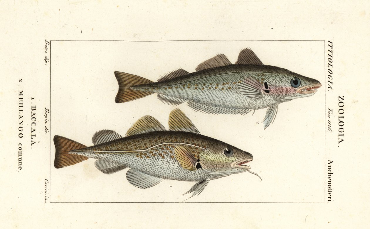 Torskfisk, Gadus morhua, Baccala 1 och vitling, Merlangius merlangus, Merlango comune 2 av Corsi Corsi