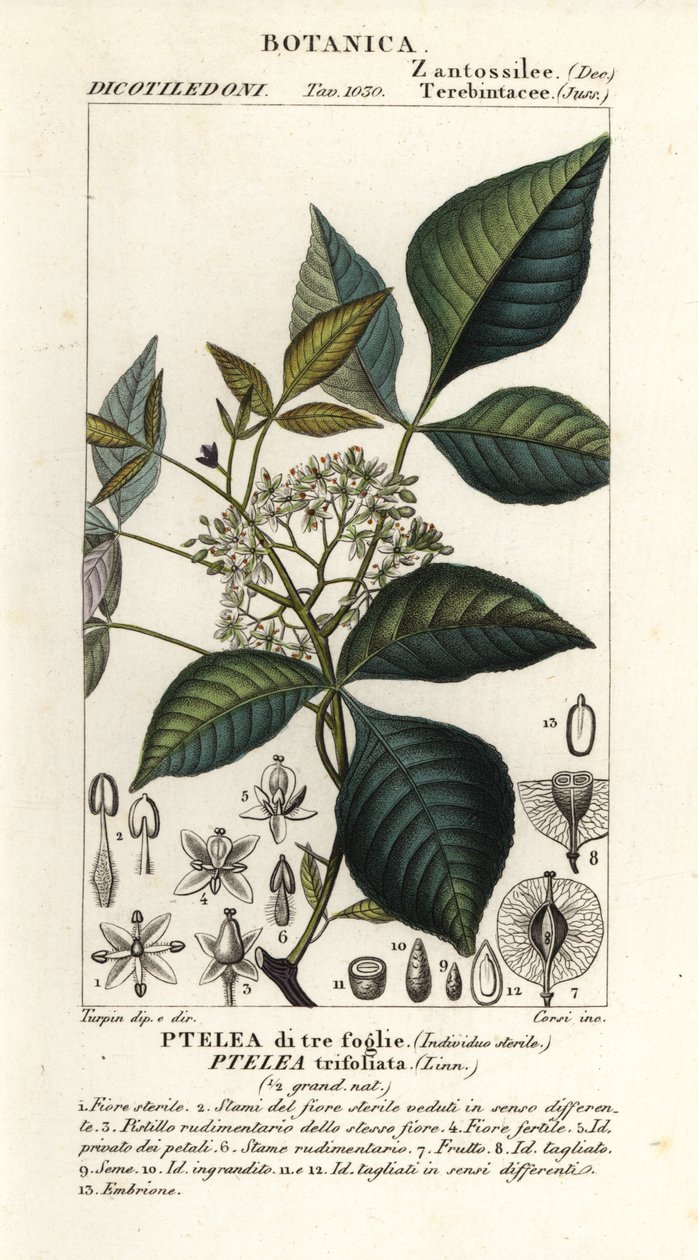 Vanligt humleträd, Ptelea trifoliata, Trebladig Ptelea av Corsi Corsi