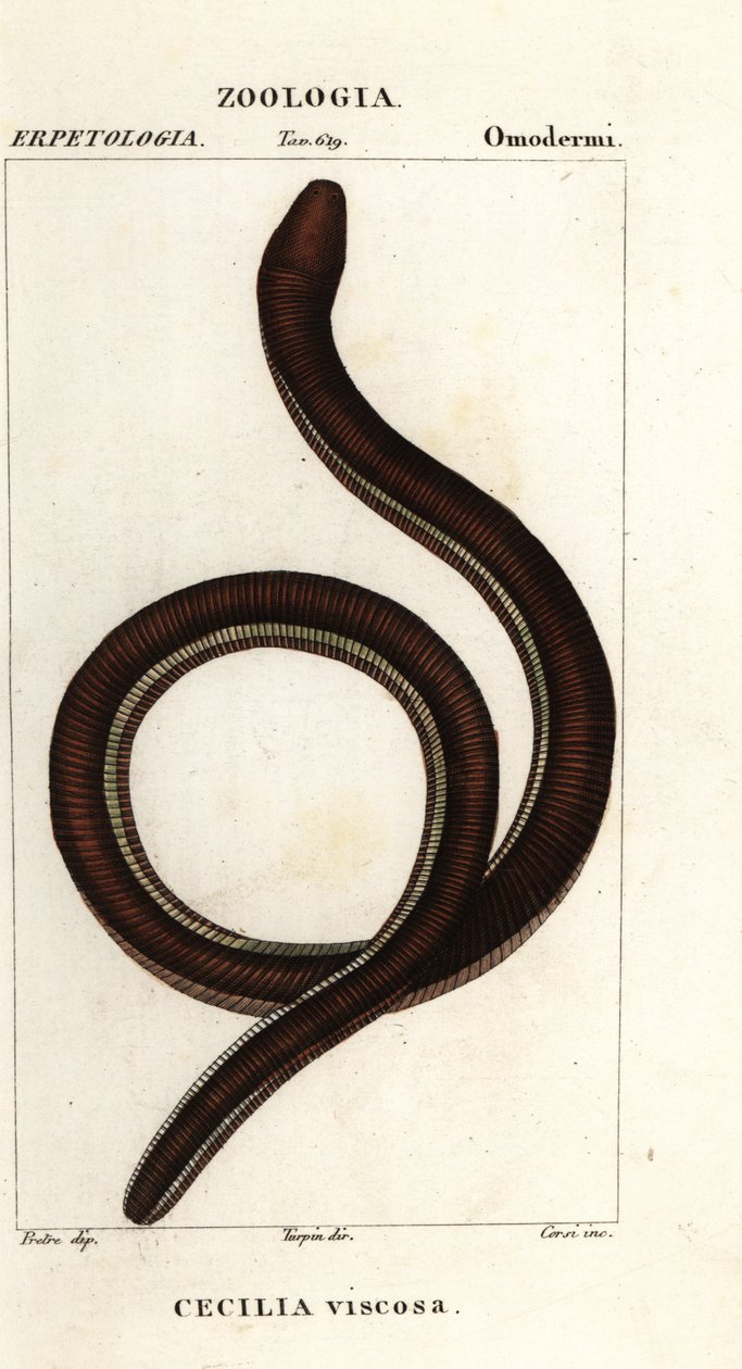 Vanlig gulbandig caecilian, Ichthyophis glutinosus av Corsi Corsi