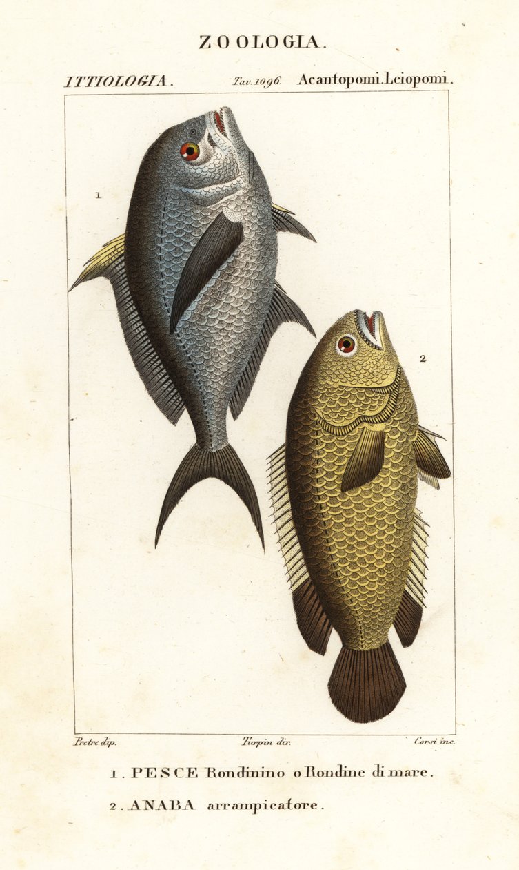 Damselfish, Chromis chromis 1 och klätterabborre, Anabas testudineus 2 av Corsi Corsi