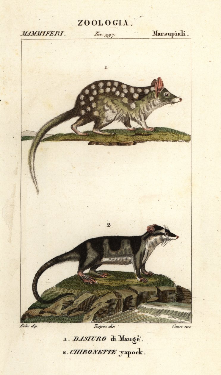 Östra quoll och vattenopossum av Corsi Corsi