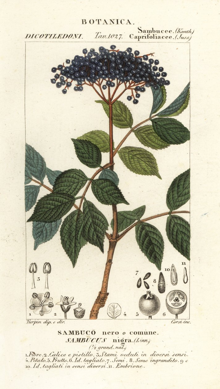 Europeiskt svart fläder, Sambucus nigra, Svart eller vanlig fläder av Corsi Corsi
