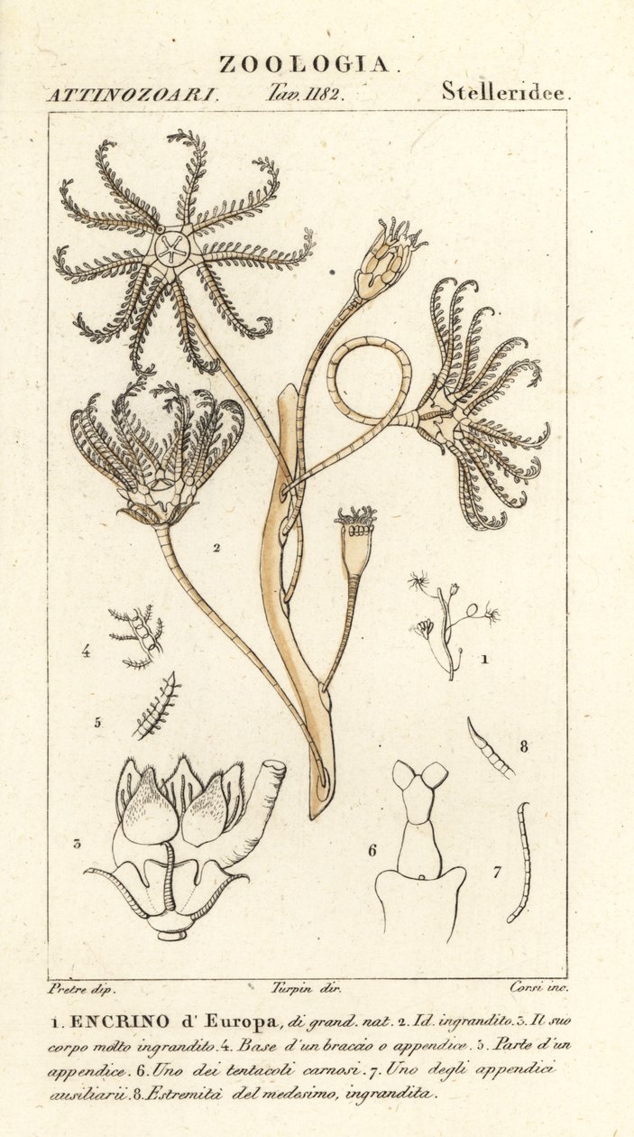 Utdöd crinoid Encrinus, Encrino dEuropa av Corsi Corsi
