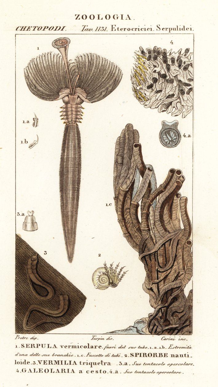 Solfjädermask, Serpula vermicularis 1, polychaete mask, Spirorbis corrugatus 2, rörbyggande annelidmask, Spirobranchus triqueter 3 och Galeolaria caespitosa 4 av Corsi Corsi