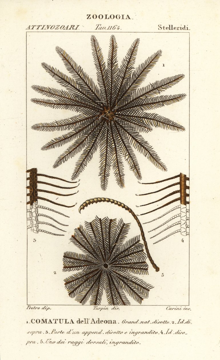Feather star crinoid, Oligometrides adeonae, Comatula adeonae, Comatula dellAdeona av Corsi Corsi