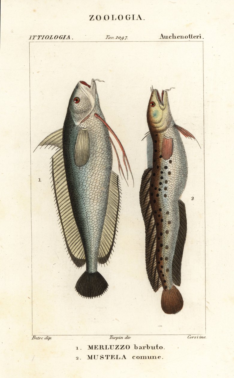 Gaffelskägg, Phycis phycis 1 och femskäggsrockling, Ciliata mustela av Corsi Corsi