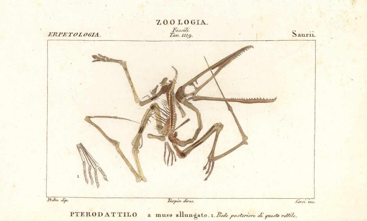 Fossilt skelett av en utdöd pterodactyl, Pterodactylus antiquus av Corsi Corsi