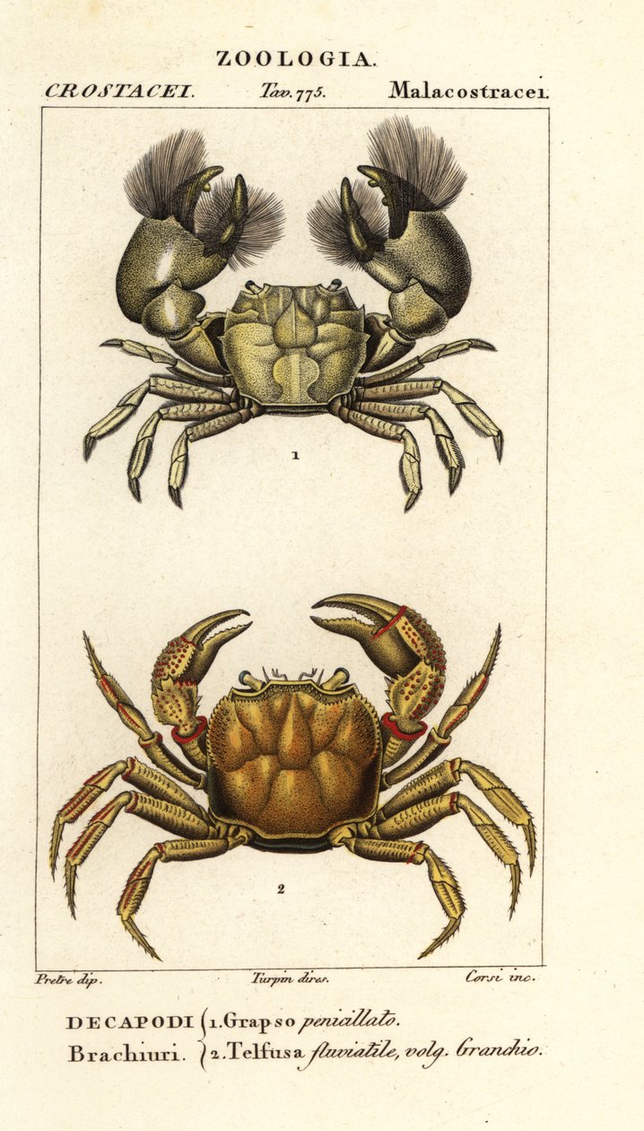 Hemigrapsus penicillatus och Potamon fluviatile av Corsi Corsi