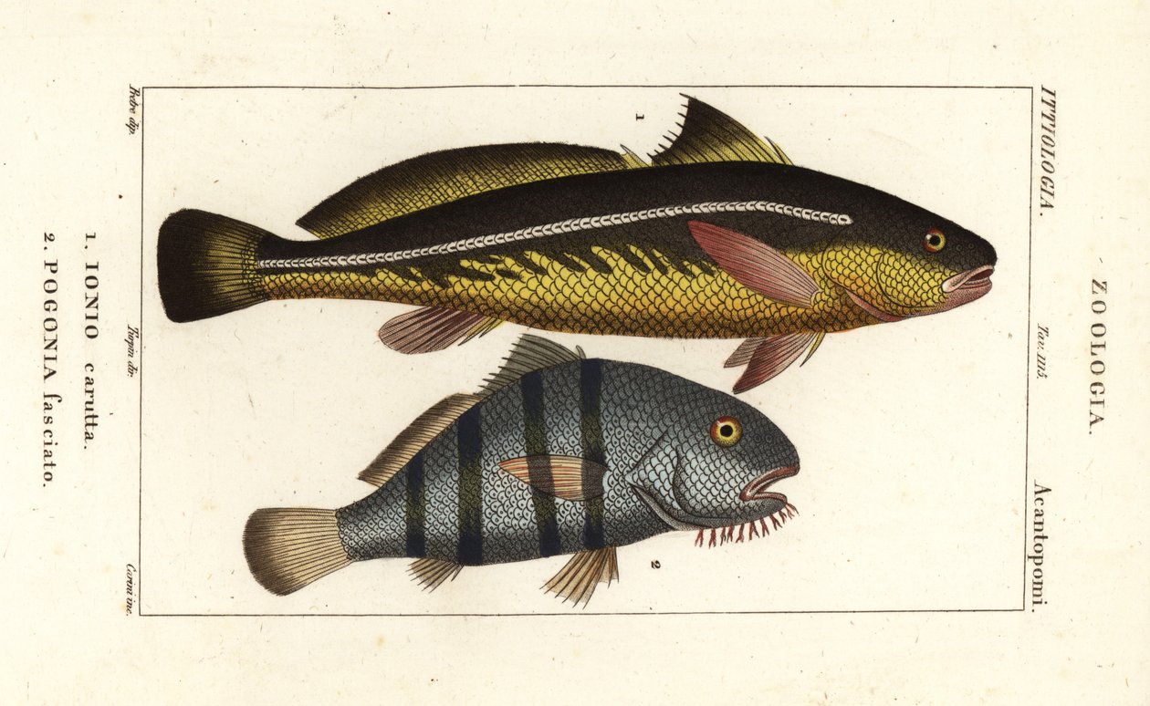 Karut croaker, Johnius carutta, Ionio carutta 1 och svart trumma, Pogonias cromis, Pogonias fasciatus, Pogonia fasciato 2 av Corsi Corsi