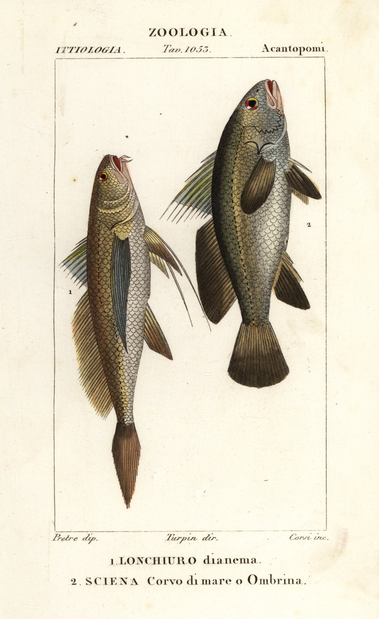 Långstjärtskräpare, Lonchurus lanceolatus 1 och mager, kräkare, stenbas, shadefish, Argyrosomus regius 2 av Corsi Corsi