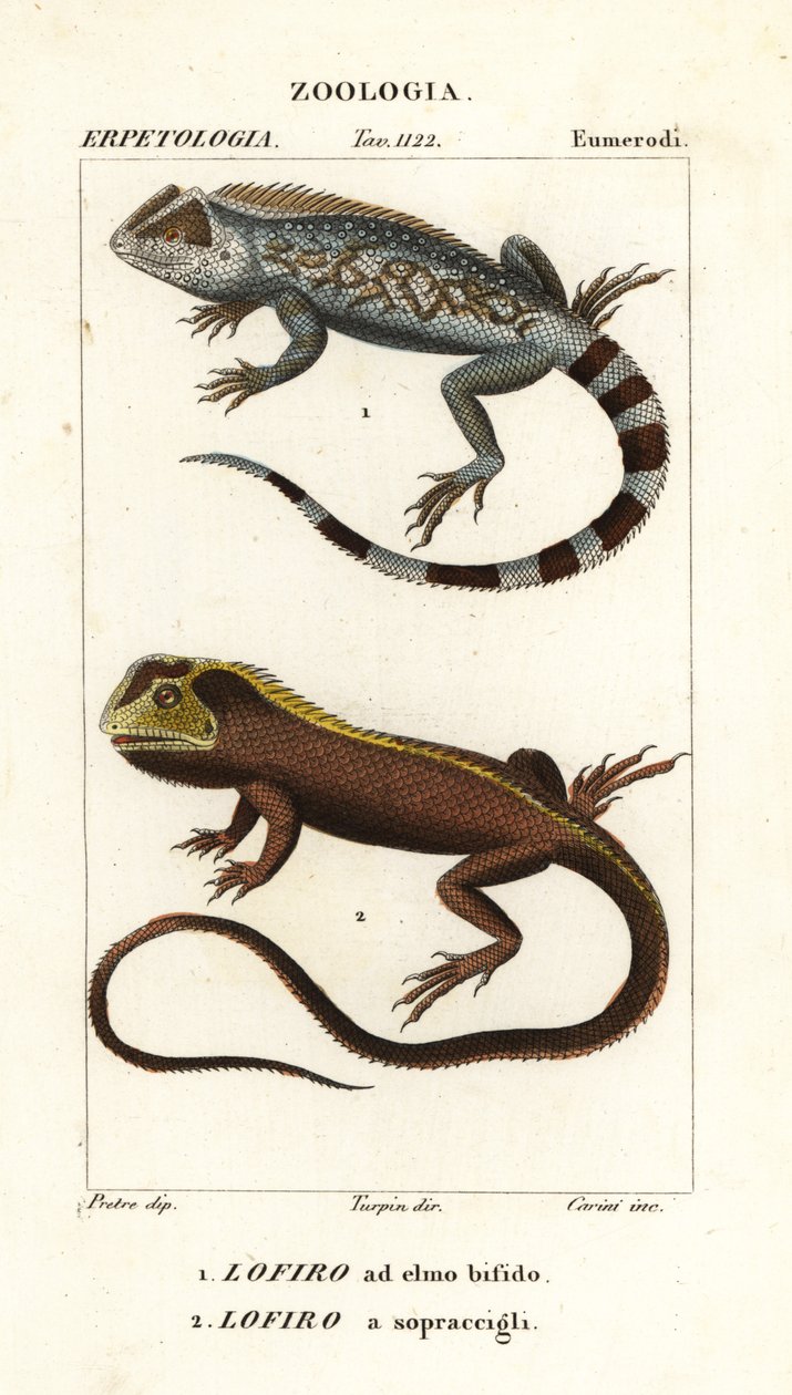 Lyreshead ödla, Lyriocephalus scutatus 1 och dyködla eller mophead leguan, Uranoscodon superciliosus 2 av Corsi Corsi