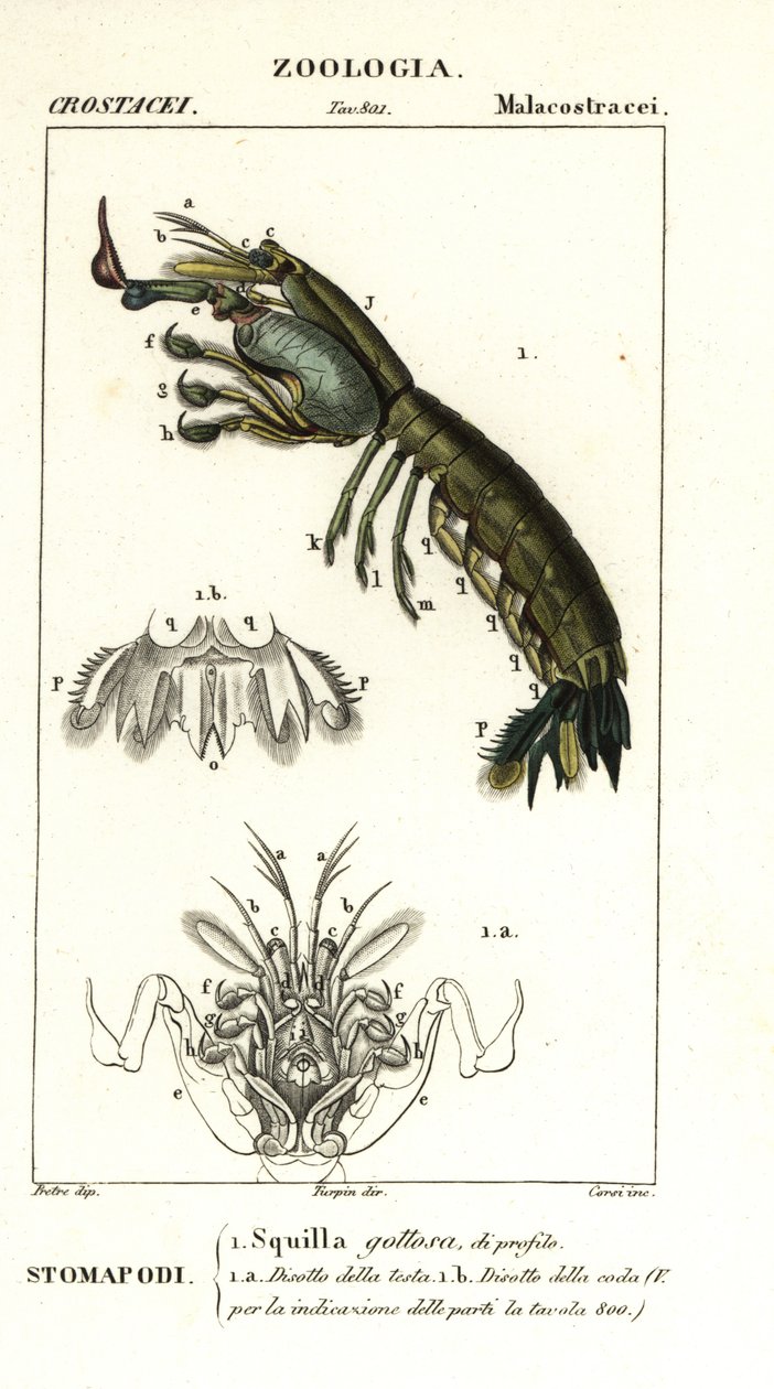 Mantisräka, Gonodactylus chiragra av Corsi Corsi