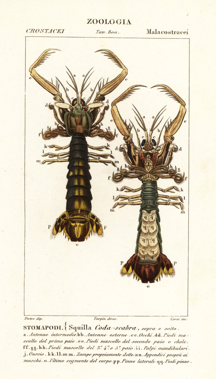 Mantisräka, Lysiosquilla scabricauda av Corsi Corsi