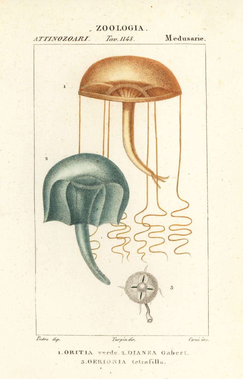 Medusa med blotta ögat, Orythia viridis, Oritia verde 1 och hydrozoans, Geryonia proboscidalis, Dianea gabert 2 och Liriope tetraphylla, Gerionia tetrafilla 3 av Corsi Corsi