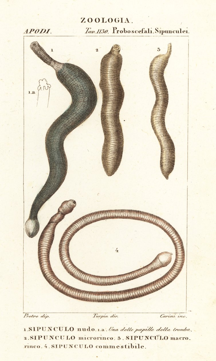 Jordnötsmaskar, Sipunculus nudus 1, Siphonosoma cumanense 4, etc. av Corsi Corsi