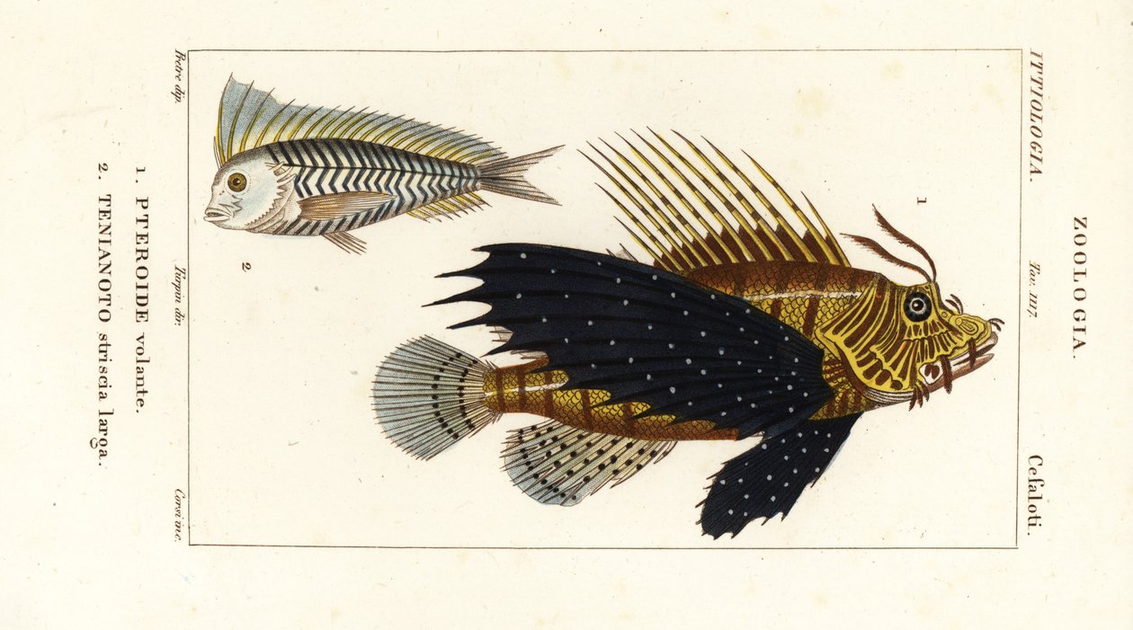 Röd lejonfisk, Pterois volitans, Pteroide volante 1 och blå blanquillo, Taenianotus latovittatus, Tenianoto striata larga 2 av Corsi Corsi