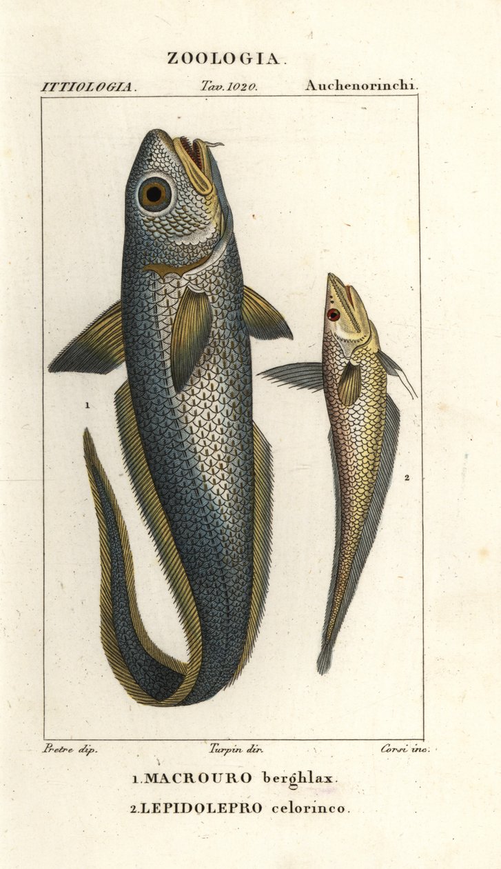 Roughhead grenadier eller lököga grenadier, Macrourus berglax 1 och hollowsnout grenadier, Coelorhynchus caelorhincus (Lepidoleprus coelorhinchus) 2 av Corsi Corsi