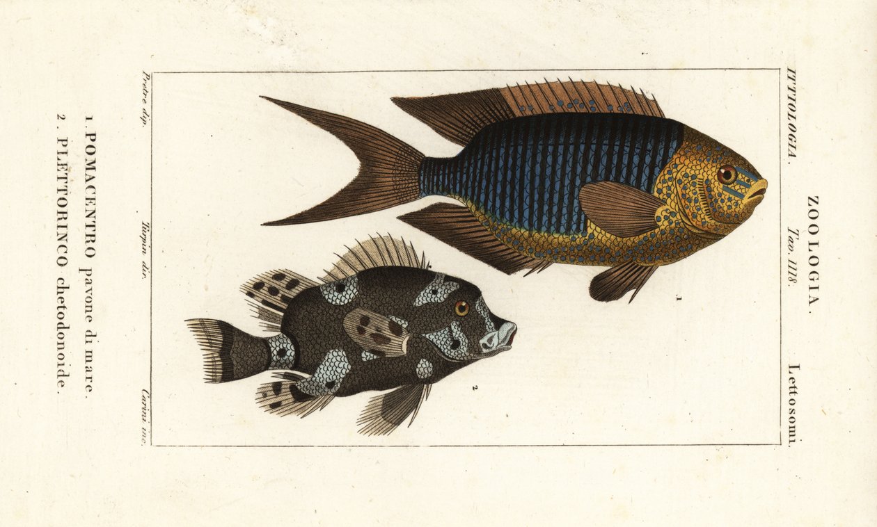 Sapphire damsel, Pomacentrus pavo, pavone di mare 1 och harlequin sweetlips, Plectorhinchus chaetodonoides, Plettorinco chetodonoides 2 av Corsi Corsi