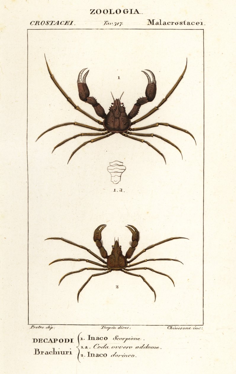 Scorpion spindel krabba och Leachs spindel krabba av Corsi Corsi