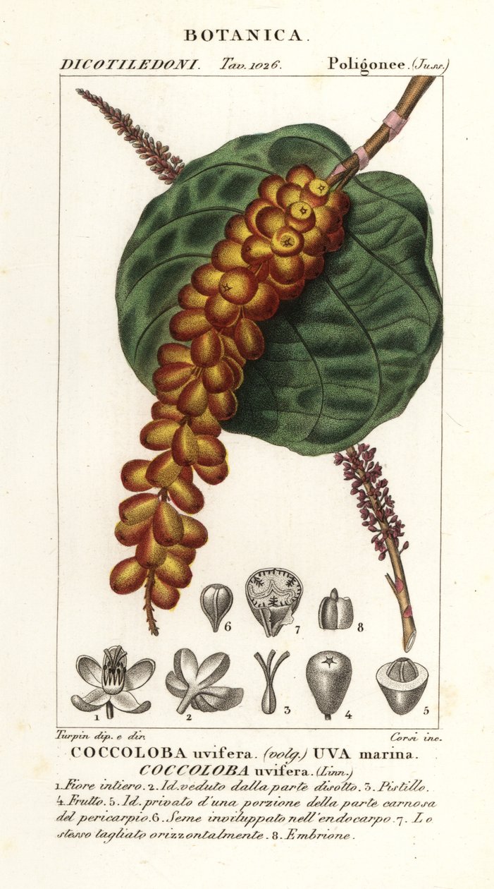 Seagrape eller baygrape, Coccoloba uvifera, Sea druva av Corsi Corsi