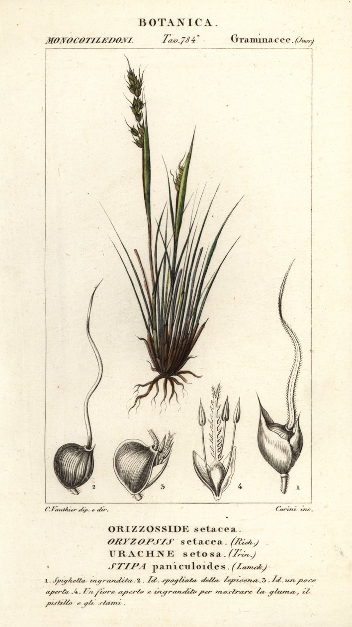 Spjutgräs, Piptochaetium panicoides av Corsi Corsi