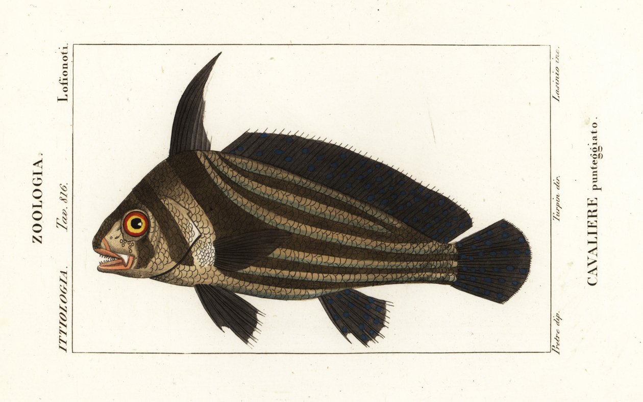 Prickig trumma, Equetus punctatus Eques punctatus, Cavaliere punteggiato av Corsi Corsi