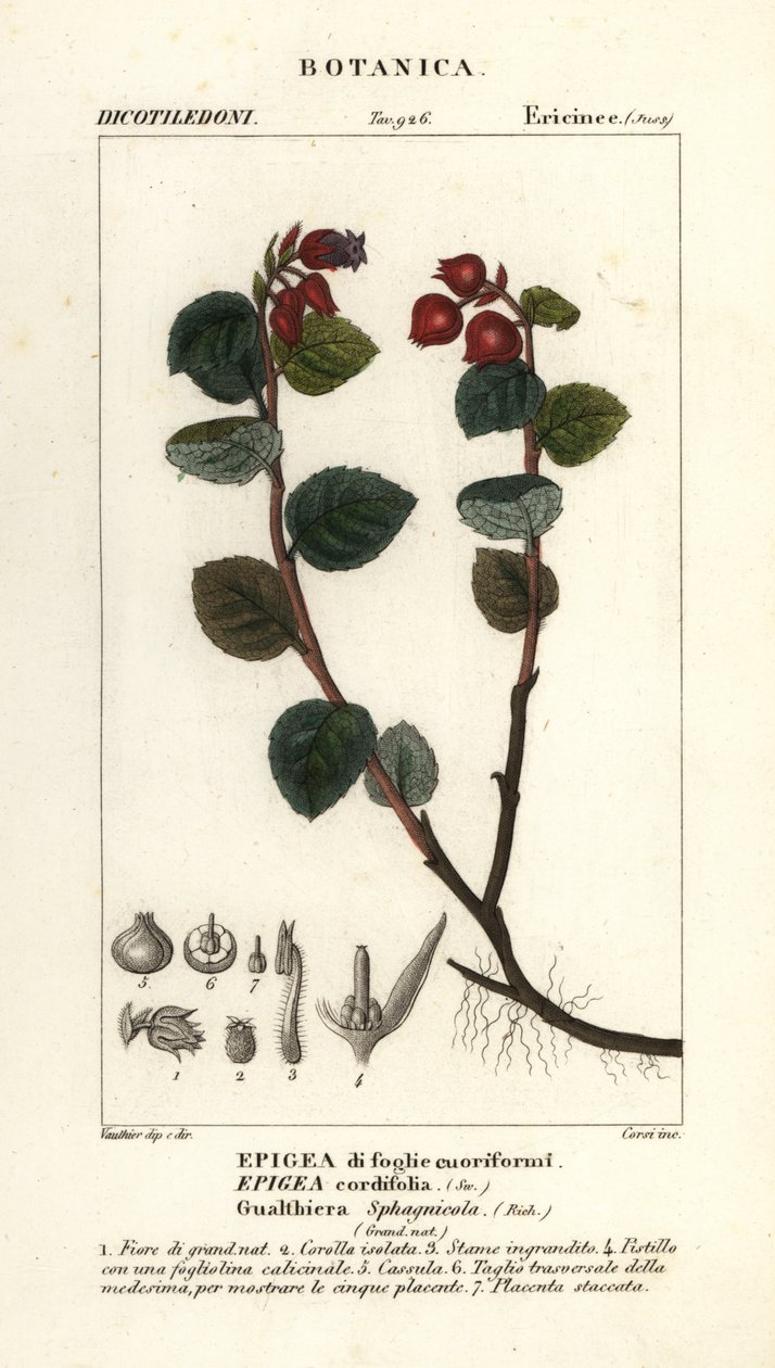 Tebär, Gaultheria domingensis av Corsi Corsi
