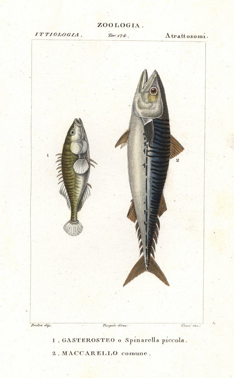 Treryggad klibbal och atlantmakrill av Corsi Corsi