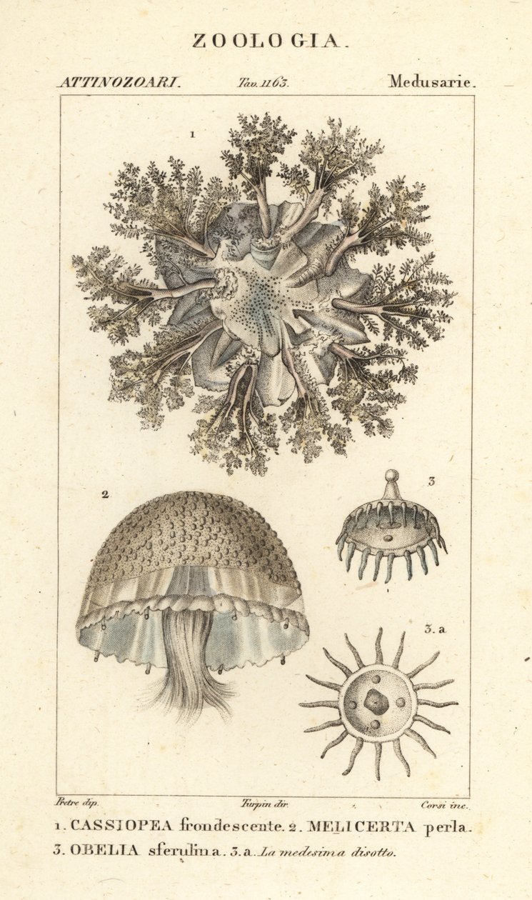 Upp och ner maneter, Cassiopea frondosa 1, Melicertum art 2 och obelia polyp 3 av Corsi Corsi