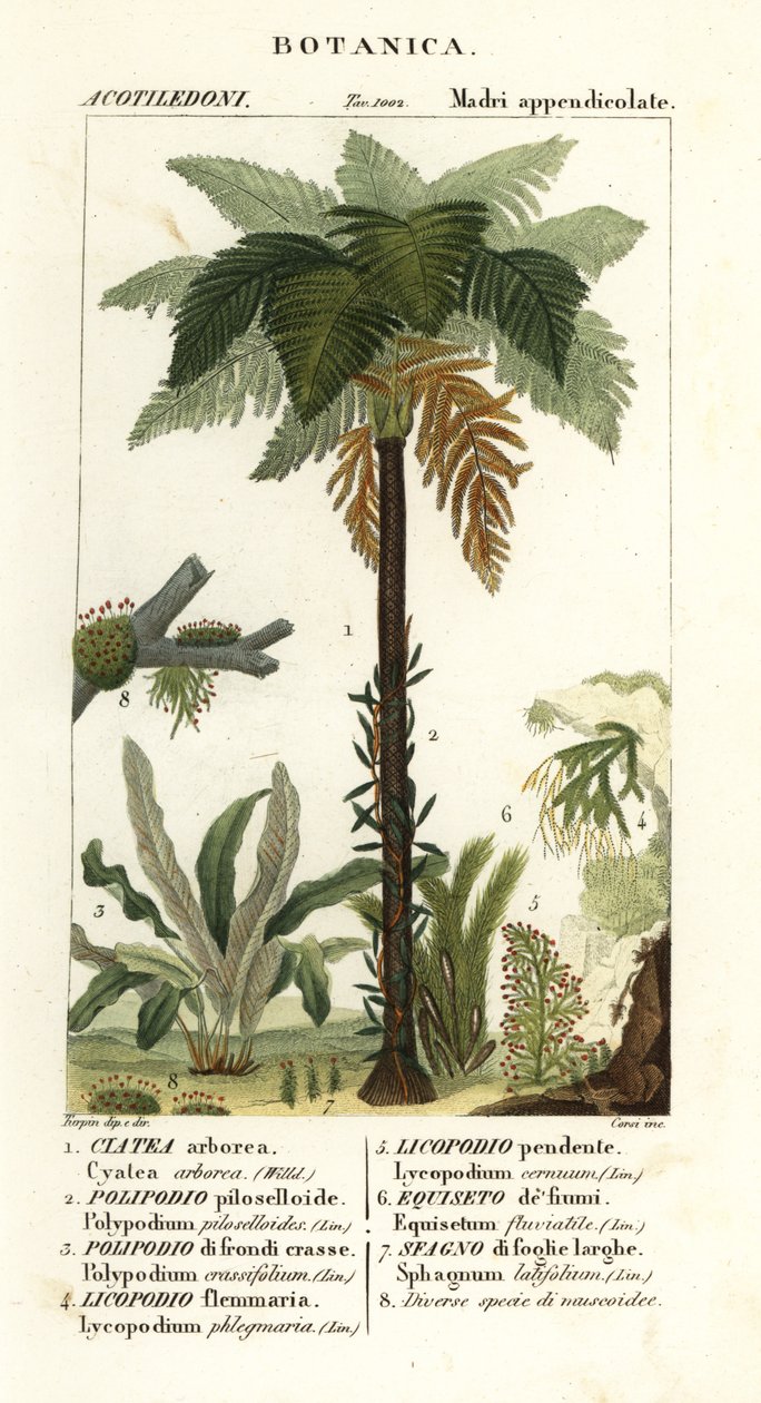 Västindisk trädfern, Cyathea arborea, vinormbunke, Microgramma piloselloides 2, graciös ormbunke, Niphidium crassifolium 3, grov tofsfern, Huperzia phlegmaria 4, staghorn clubmoss, Lycopodiella cernua 5, vatten åkerfräken av Corsi Corsi