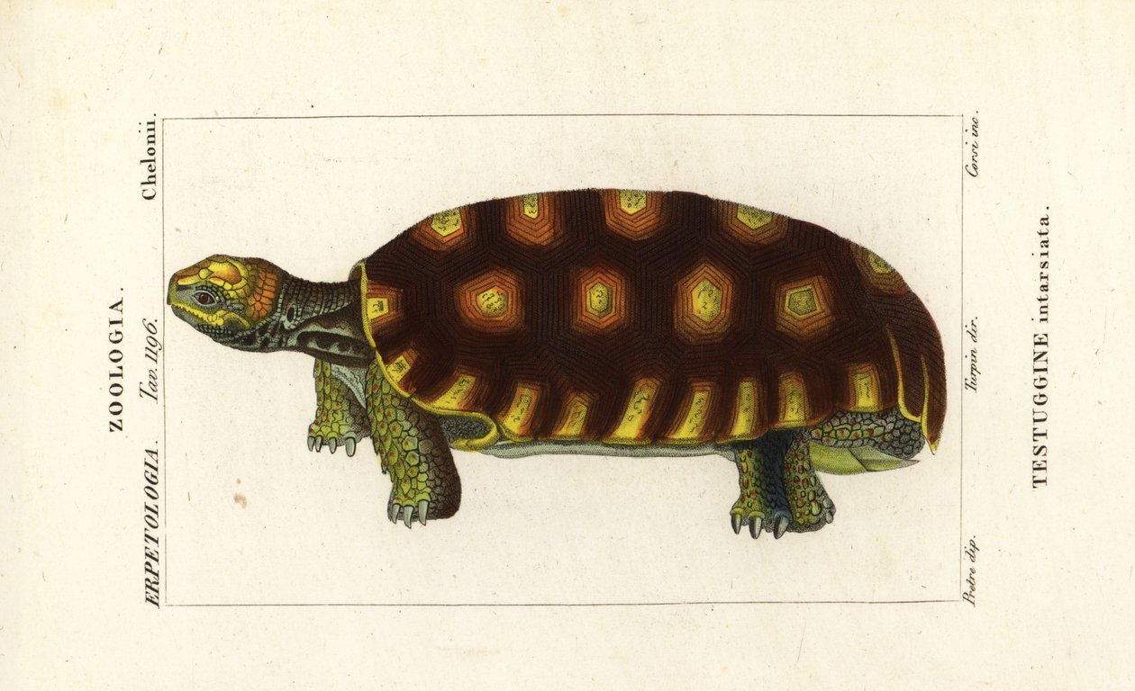 Gulfotad sköldpadda eller brasiliansk jättesköldpadda, Chelonoidis denticulatus Testudo tabulata Testuginne intarsiata av Corsi Corsi