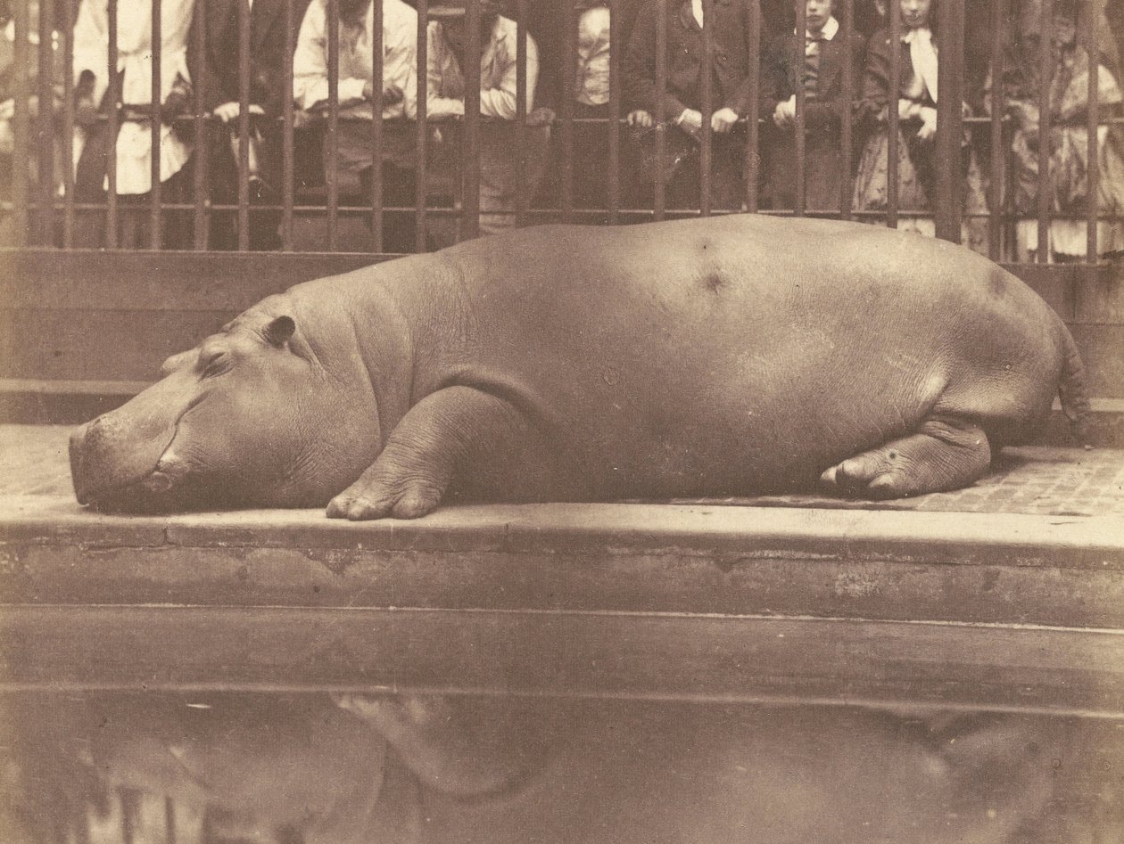 Flodhäst vid Zoological Gardens, Regents Park av Count de Montizon
